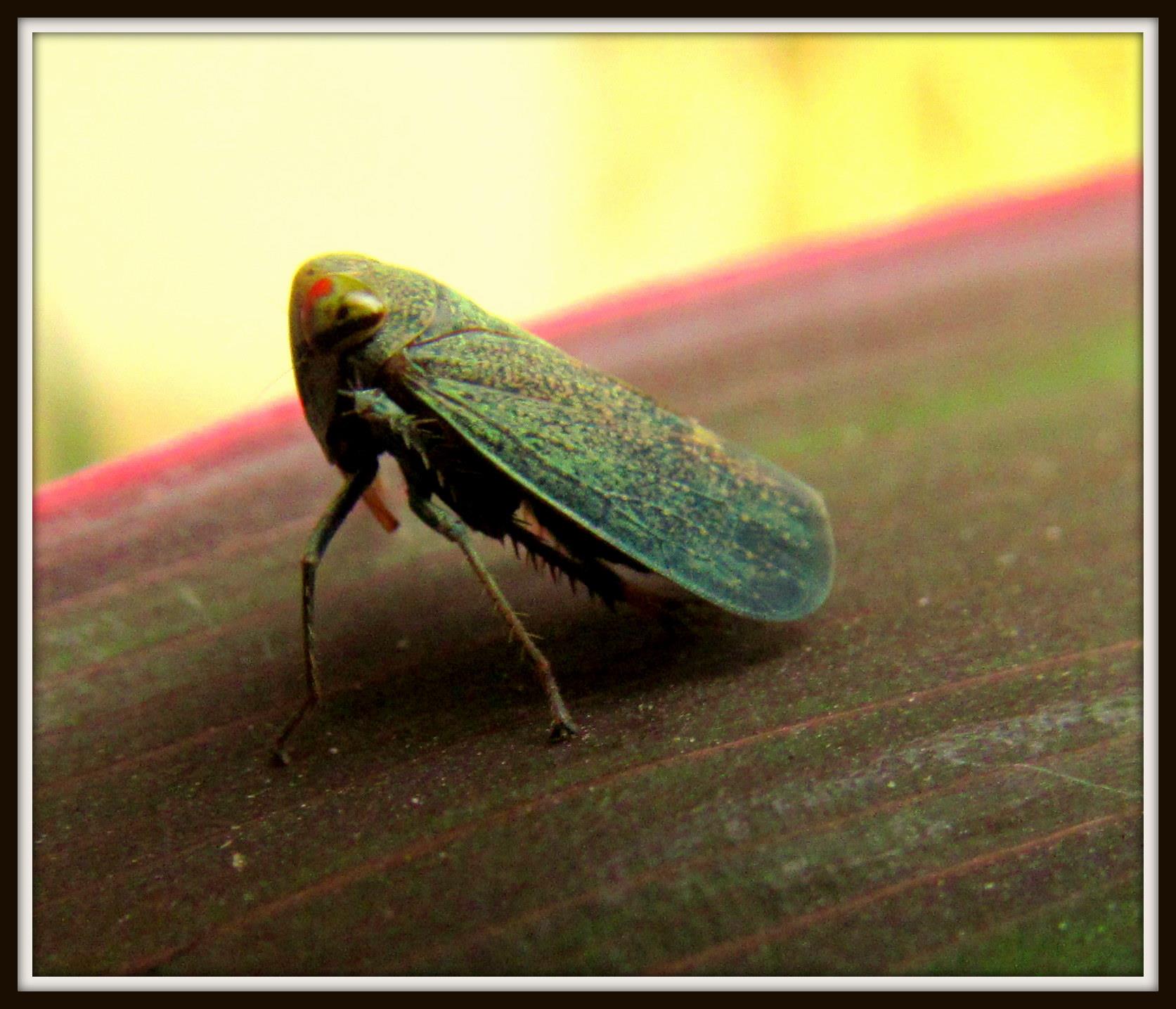 Insect macro photograph
