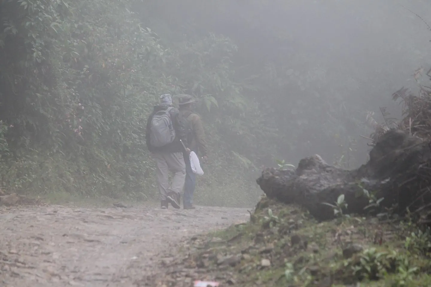 Biodiversity field survey along a misty Himalayan forest trail