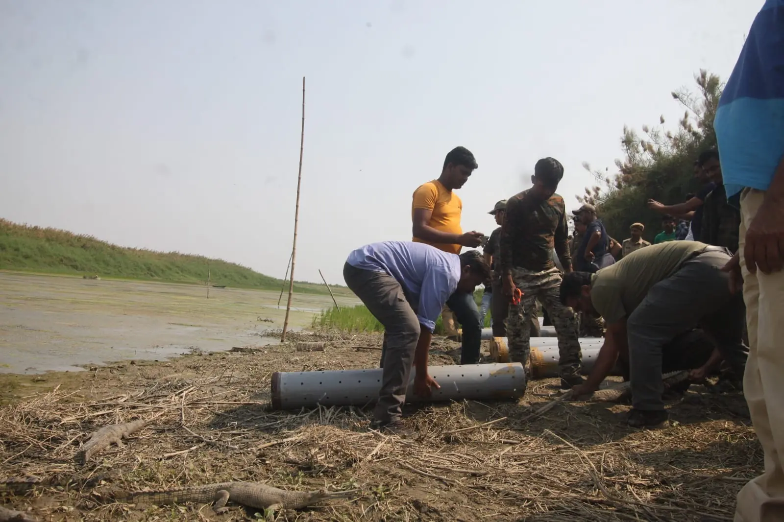 Field teams preparing transport crates during a gharial release