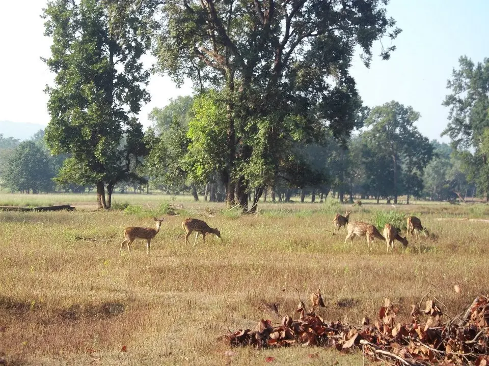 Deer in an open wooded grassland