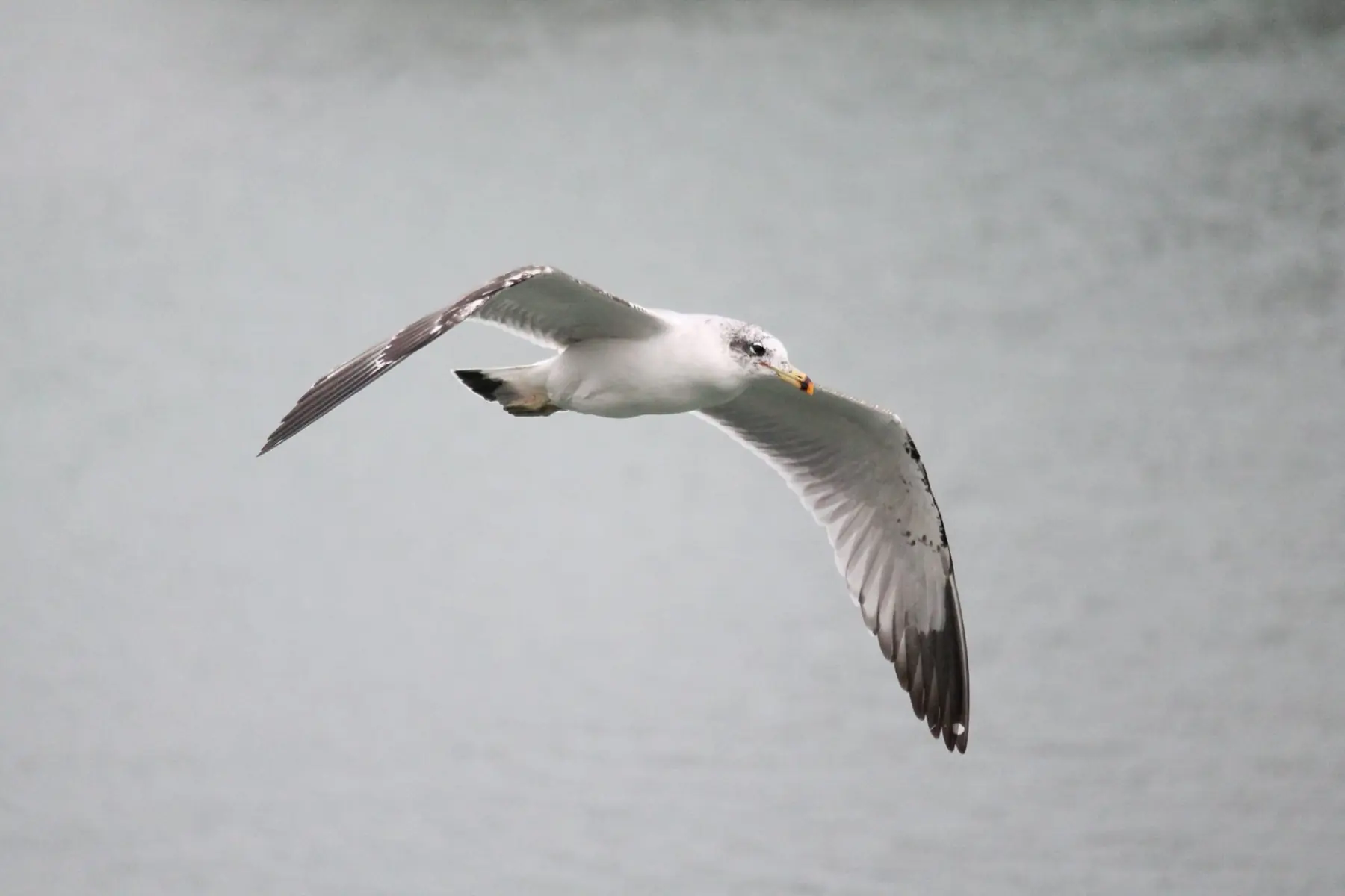 Gull in flight over water