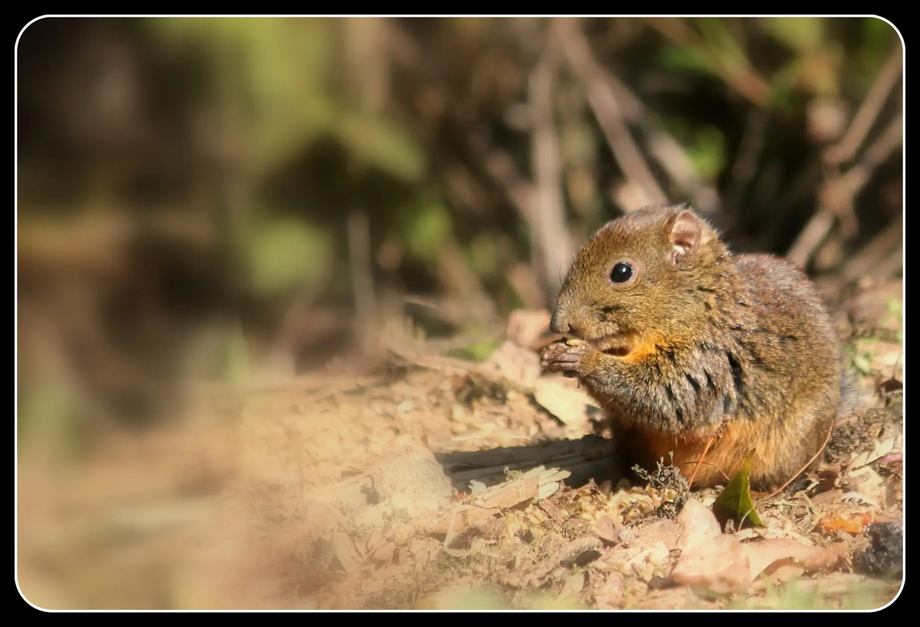 Small mammal feeding on a forest floor